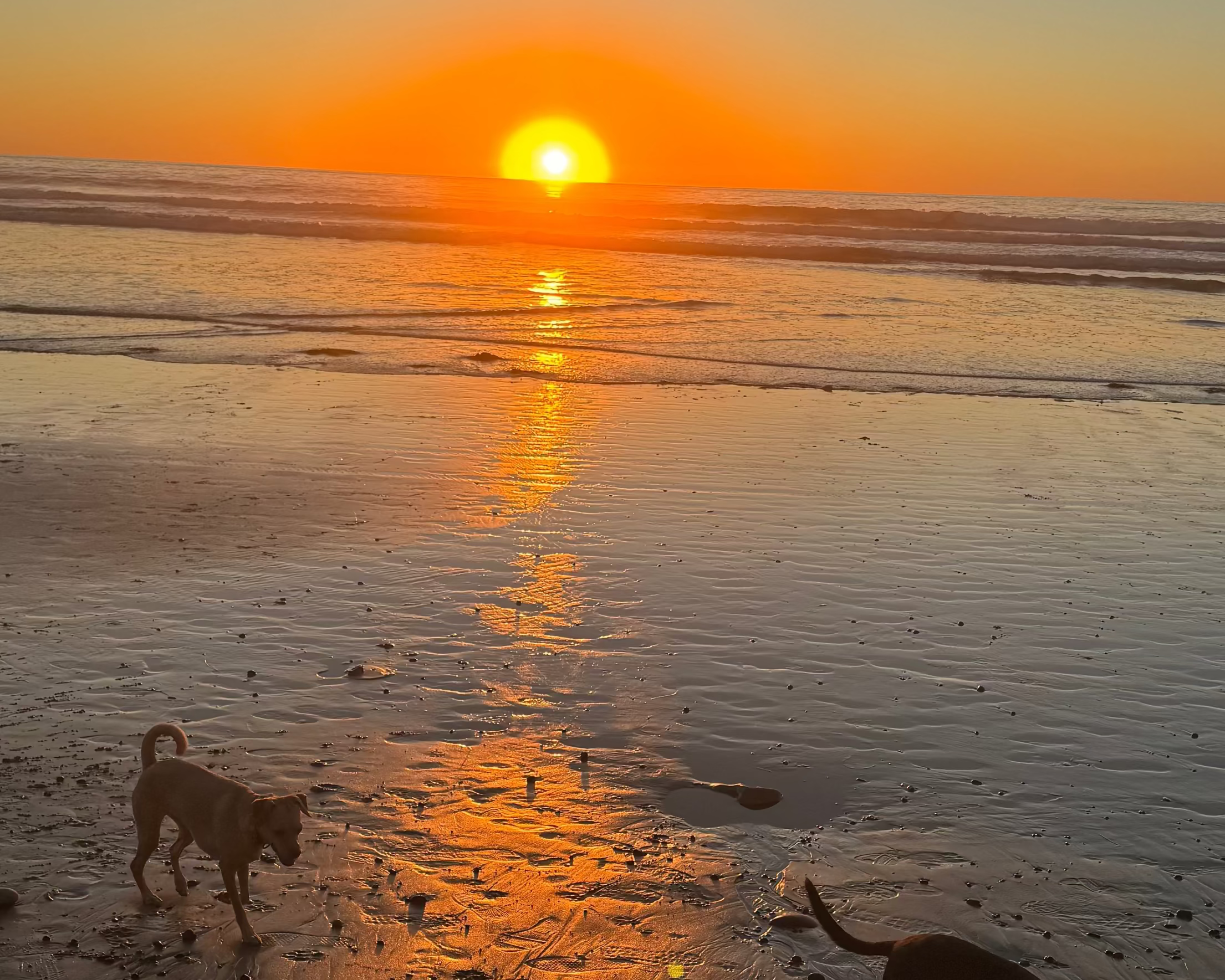Two dogs walking on a beach at sunset with the sun low on the horizon.